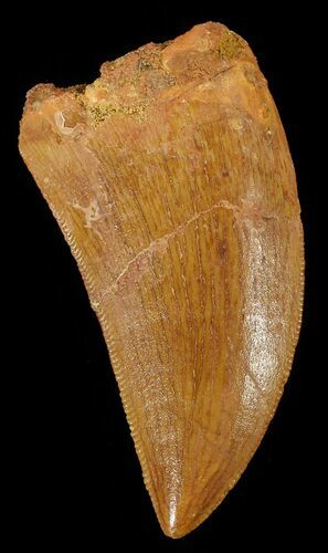 Serrated, Carcharodontosaurus Tooth #52861